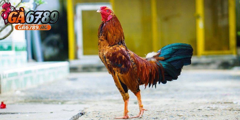 Cần chú ý tiêu chí đặc biệt trong cách nuôi gà đá