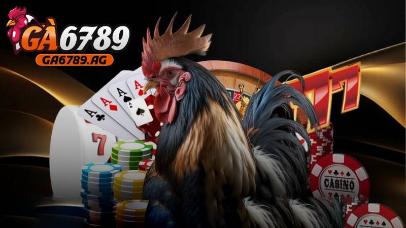 Đá gà cựa dao được GA6789 cung cấp nhiều trận cầu đỉnh cao 