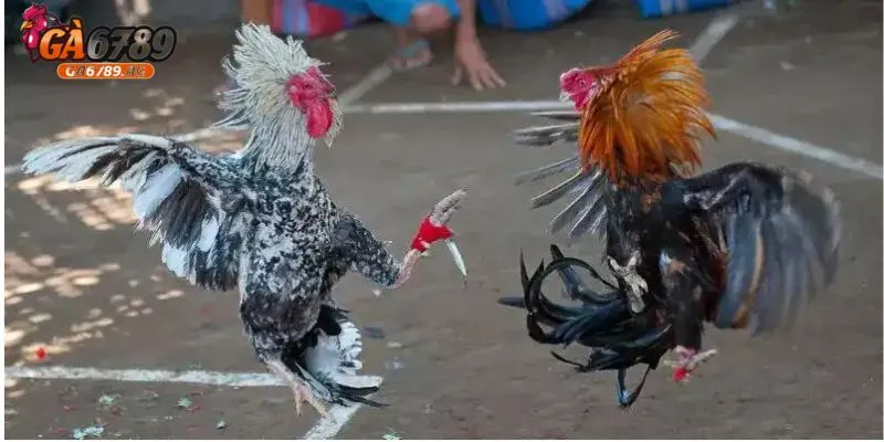 Đá gà cựa dao mang đến sự kịch tính, hấp dẫn