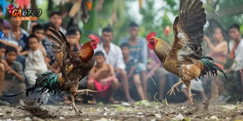 Một số quy định cơ bản của một trận đá gà