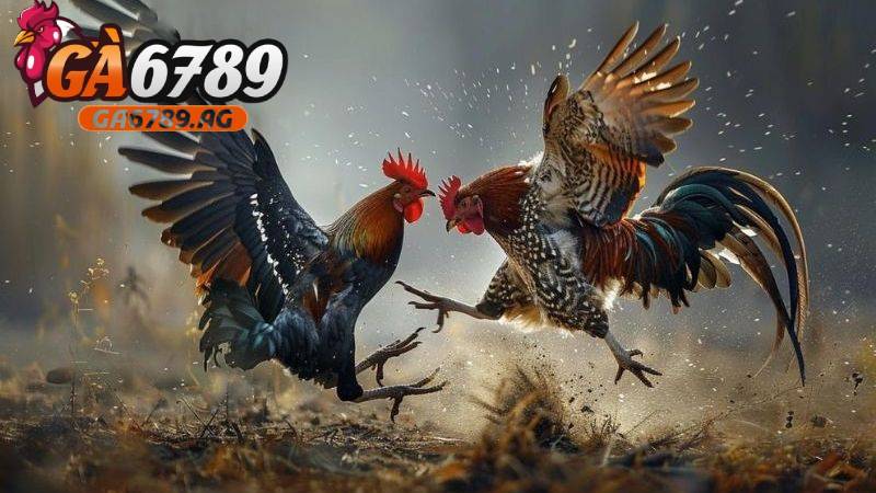 Nghiên cứu kỹ các cửa cược khi bạn soi kèo chọi gà cựa dao tại GA6789