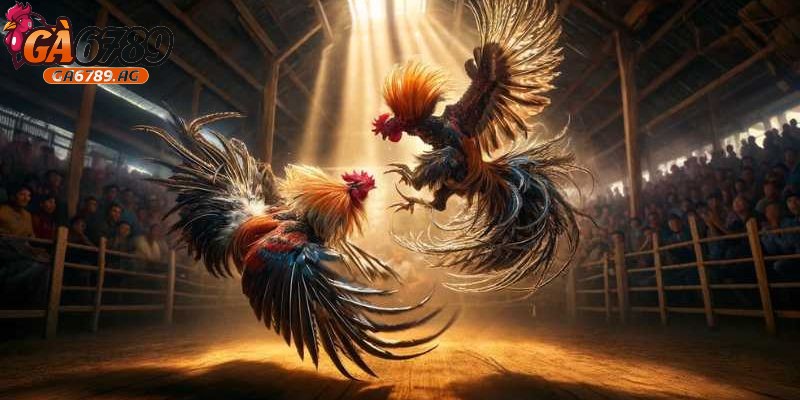 Người chơi cần học chơi đá gà từ cơ bản đến nâng cao 