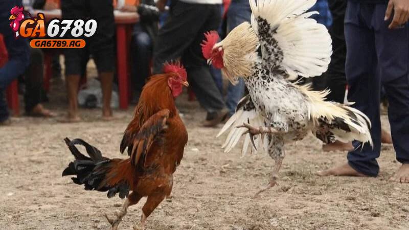 Vậy liệu đá gà cựa dao có hợp pháp không?